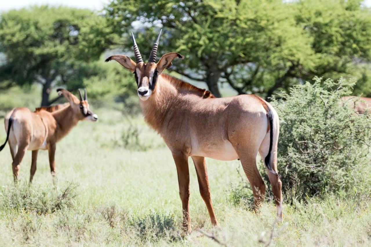 Wag N Bietjie Bush Lodge Heuningneskloof Exteriér fotografie